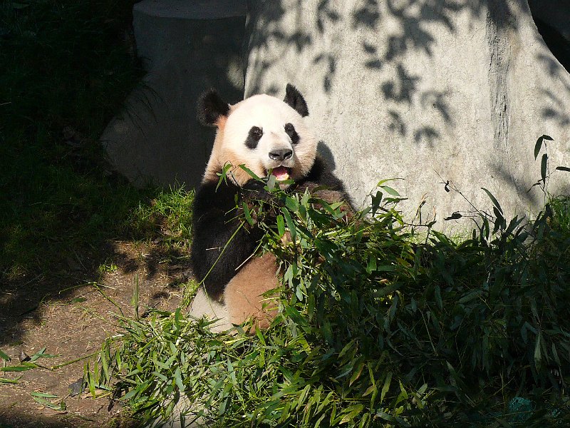 Pandas (031).jpg